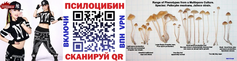Купить где  Опочка  Псилоцибиновые грибы GOLDEN TEACHER 